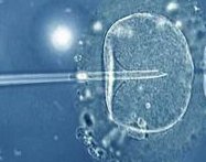 试管促排喝当归水要适量，贪杯反伤身！